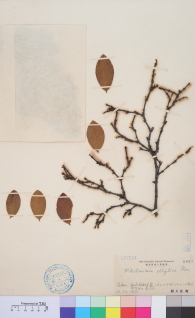 Specimen thumbnail